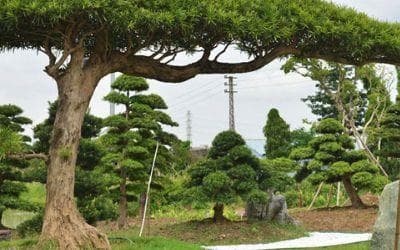 果园生态种植技术与病害防控监测应用