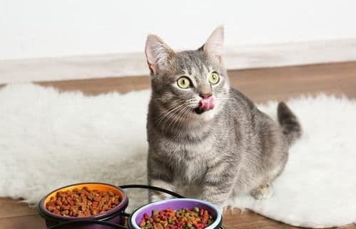 猫咪不吃辣，尝不出辣味。