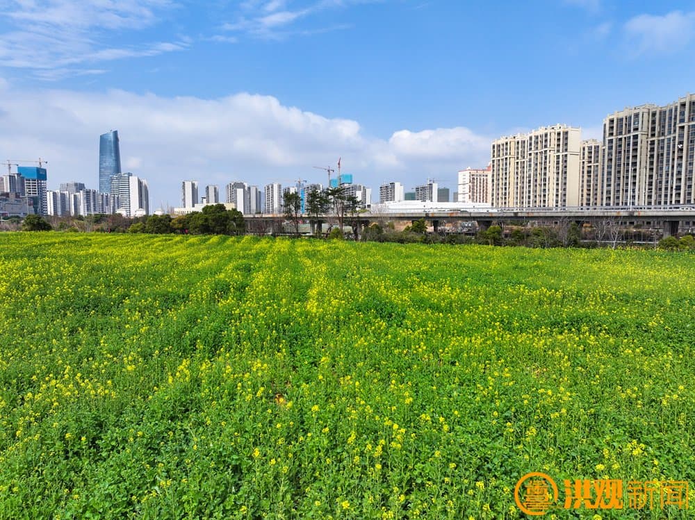 九洲公园（稻香园及植物园）项目建设有序推进 南昌打造城市生态新地标