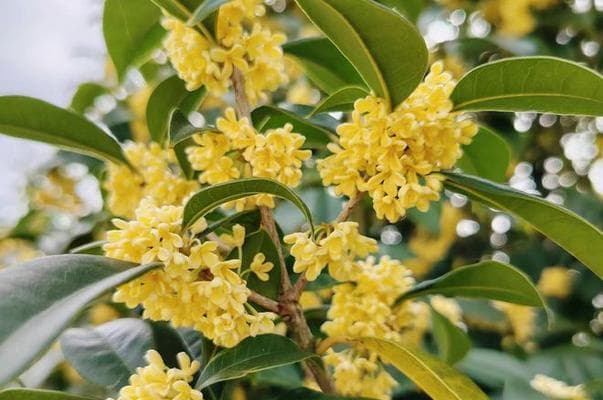 解决桂花树光长叶子不开花问题的实用方法