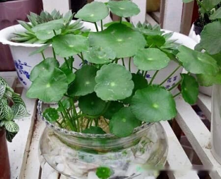 金钱草怎么水培？5步完成金钱草水培方法