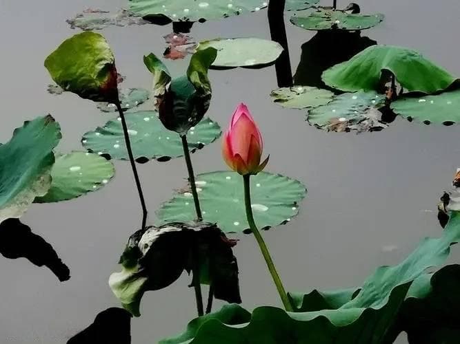 【古诗词鉴赏】宋代词人仲殊《南柯子·忆旧》词赏析
