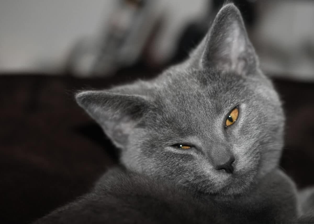 猫有近300种面部表情：解读猫科动物语言