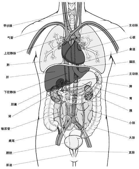 大全集：人体内脏器官详细分布图及主要功效