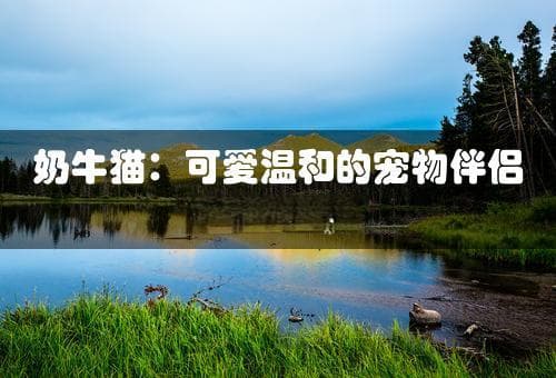 奶牛猫：可爱温和的宠物伴侣与饲养指南(奶牛猫是什么品种)