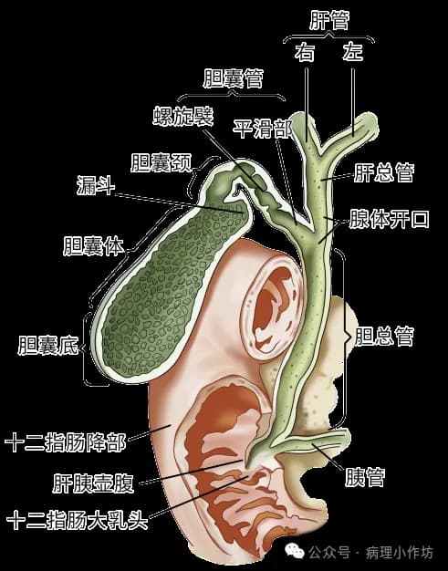 胆囊的解剖学、组织学、生理功能及常见疾病的基本介绍