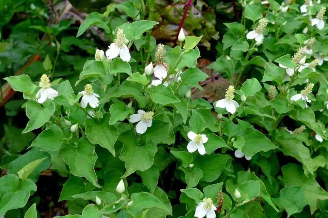 鱼腥草、马齿苋、蒲公英：三种野菜的食用与药用价值