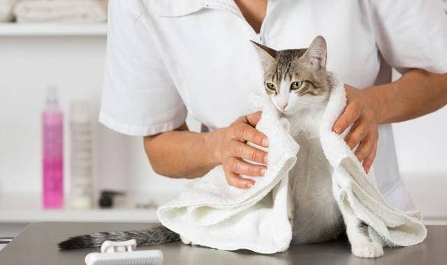 猫咪清洁护理周期表，请查收