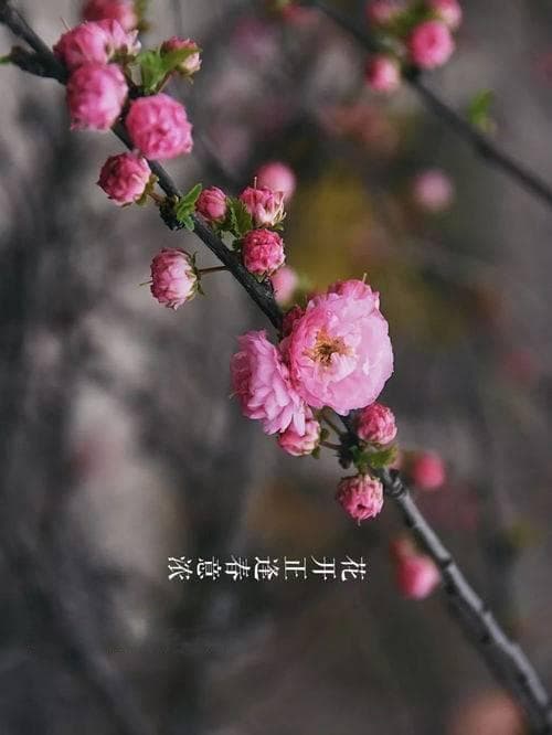 绽放之花与默默护花的春泥——解读龚自珍《已亥杂诗》之“化作春泥更护花”