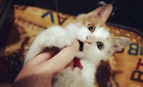 半岁猫狂躁？调整环境，喂食定时。