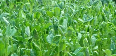 如何种植豌豆苗菜（从选种到收获）