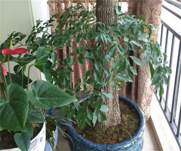富贵树的养殖方法（室内最好养的大型绿植）