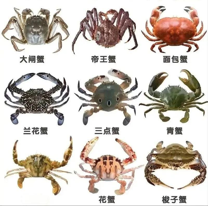 健康真相NO.280丨秋蟹肥美正当时！这几种螃蟹真心不建议吃，但很多人不知道……