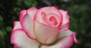 月季花的养殖方法和注意事项,从土壤到光照，全方位养护指南