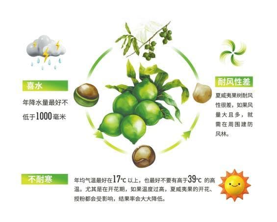 想不到吧？全球一半夏威夷果竟产自云南