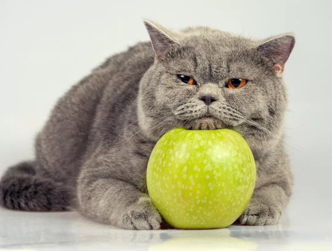 猫黄疸症状全解析：从早期到晚期的全面指南
