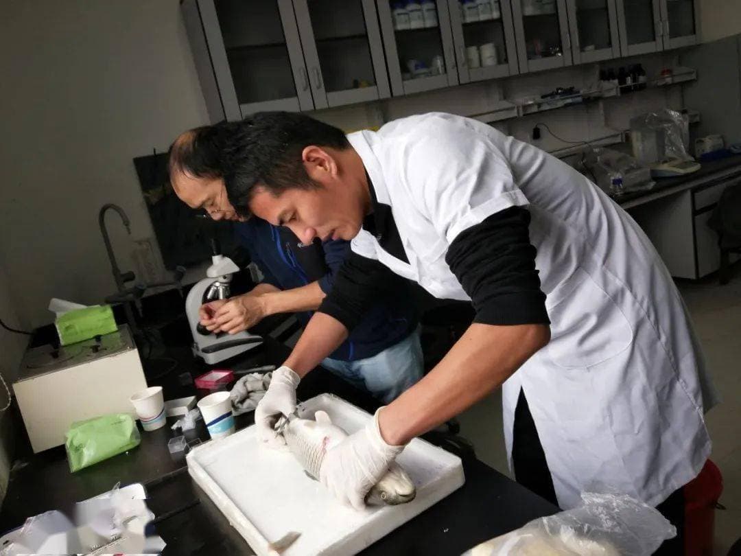 急！发病死鱼！草鲫、叉尾、花白鲢...2025年越冬综合征来势汹汹？