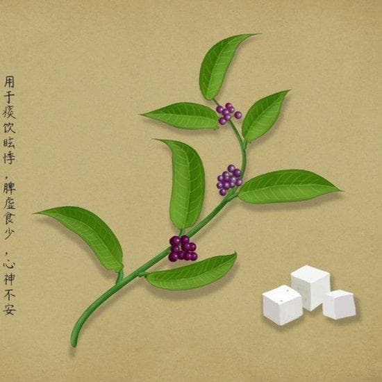 茯苓：一种常见的中药材