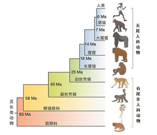 人与猿类如何在进化中“甩掉”尾巴