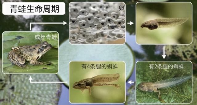 小蝌蚪是怎样变成青蛙的？——全面解析蝌蚪的生长与变态过程