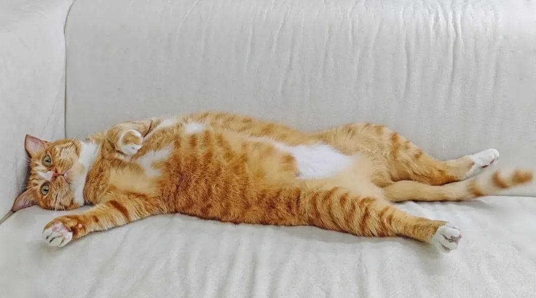 猫咪知道自己是只猫吗？