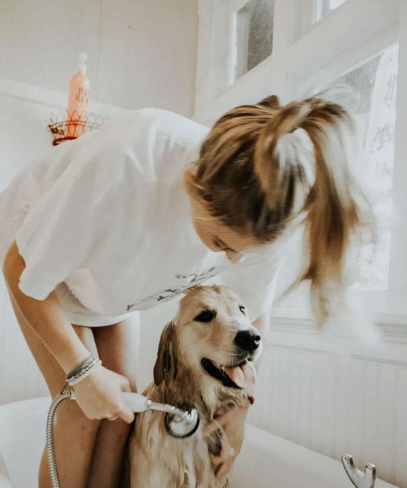 狗狗为什么抗拒洗澡？如何让它爱上洗澡？