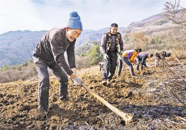 科技支撑提高附加值 打造全国示范基地县 巫溪中药材产业年产值有望突破20亿元