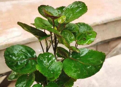 圆形叶子的盆栽有哪些 圆叶的植物盆栽