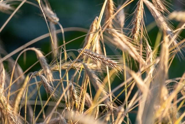 黑麦：从基础信息到种植技术的全面指南