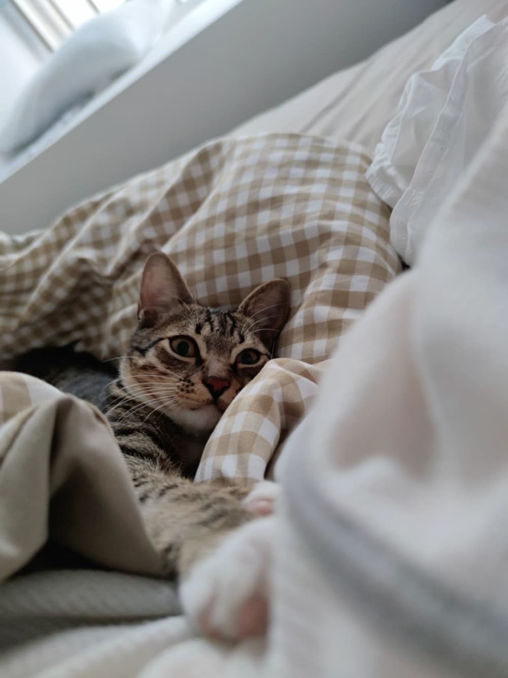 猫咪吃鱼的正确方式：淡水鱼还是海水鱼？这些注意事项你必须知道！