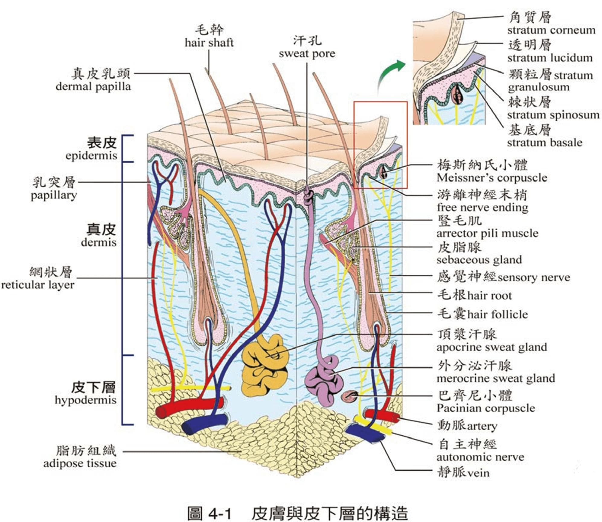 外泌体护肤品如何渗透皮肤达到保养效果？