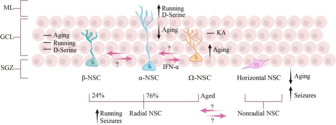 Cell Regen | 大脑海马体成体神经干细胞的异质性