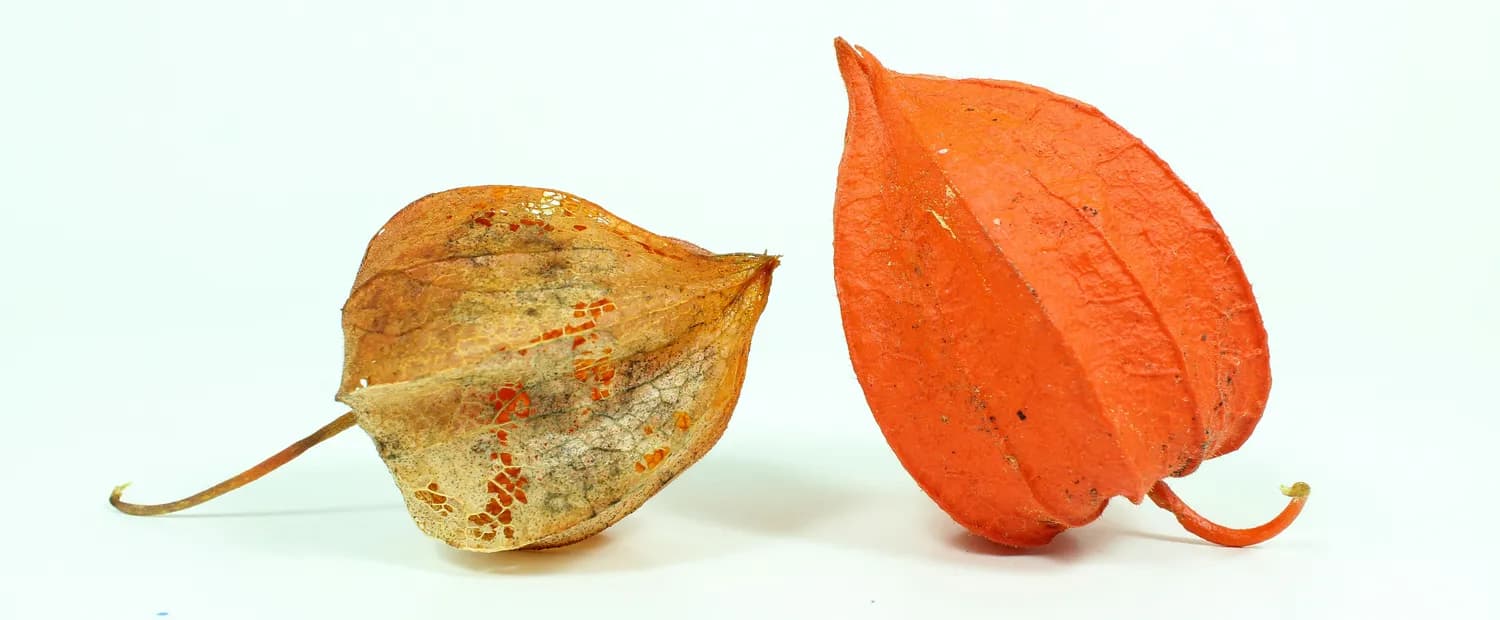 花旗参和西洋参：谁才是真正的滋补佳品？