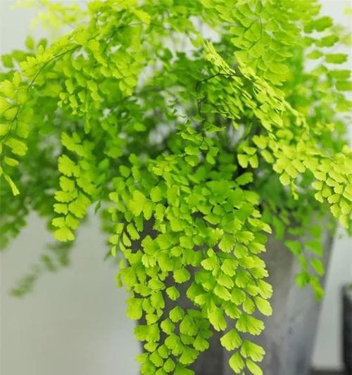 铁线蕨——喜阳还是喜阴？（探究铁线蕨生长环境的特点与喜好）