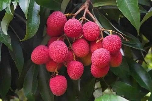 荔枝不同时期的施肥技术