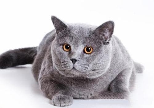 猫真菌性皮肤病的症状与预防