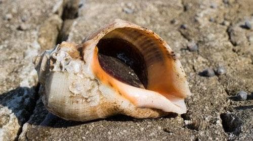 海螺的功效与作用、禁忌和食用方法