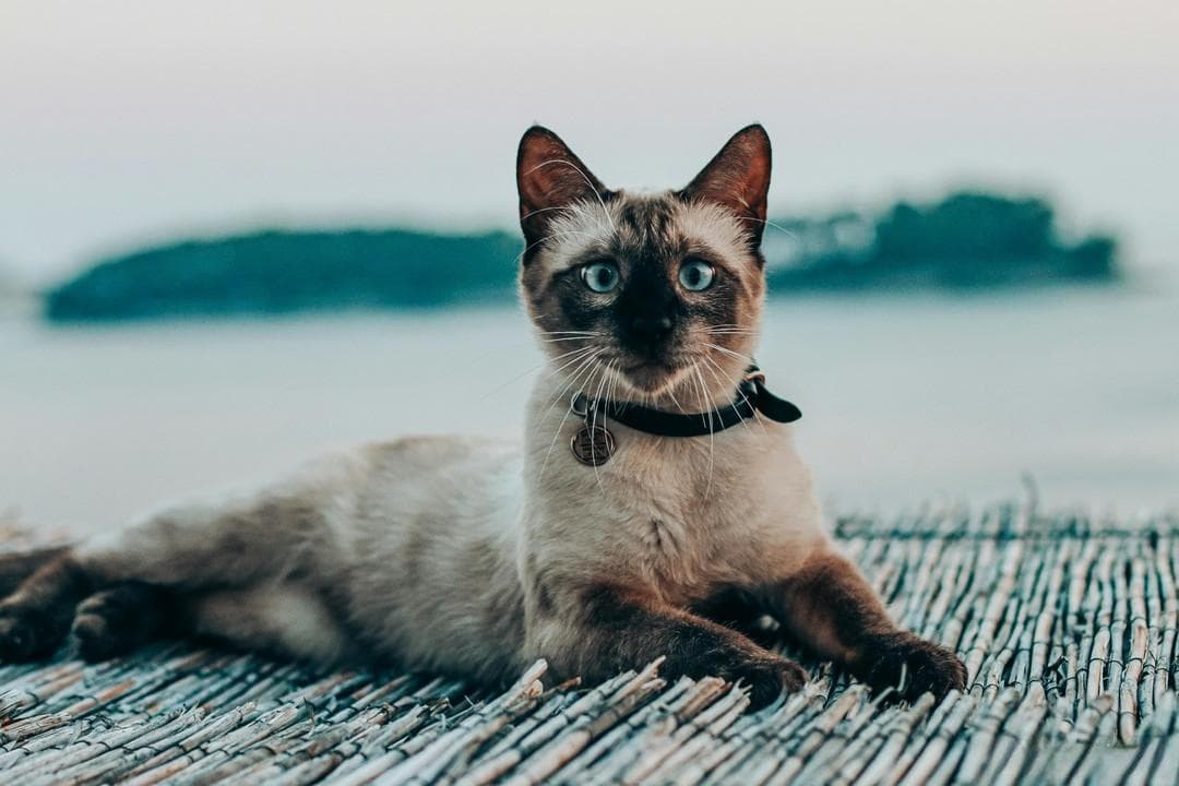 人的沐浴露能给猫洗澡吗？猫咪的皮肤健康大揭秘！