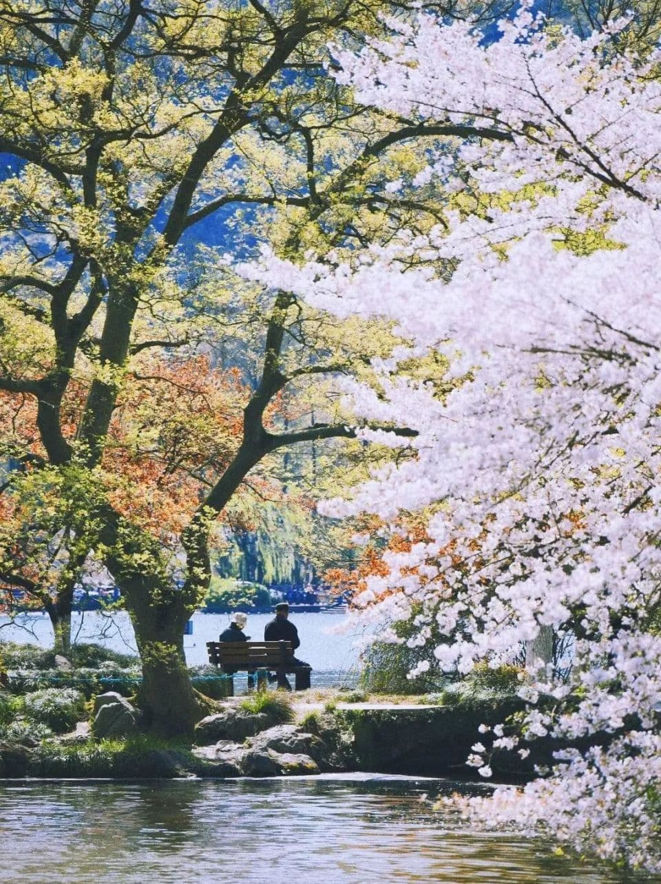 杭州十大赏花胜地：从玉兰到杜鹃，尽享春日花海盛宴