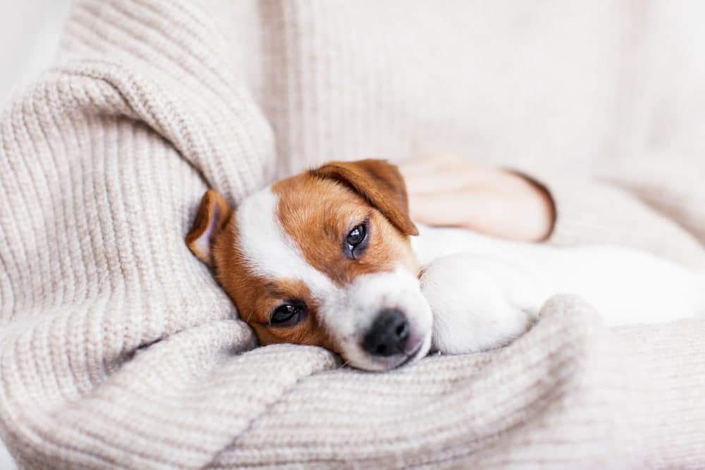家有幼犬要小心！寄生狗狗腸胃的壞份子，認識犬鉤蟲感染與治療方式