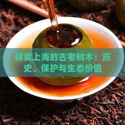 探索上海的古老树木：历史、保护与生态价值