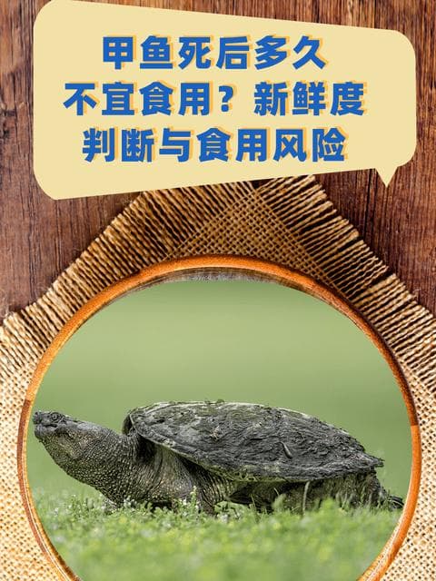 甲鱼死后多久不宜食用？新鲜度判断与食用风险