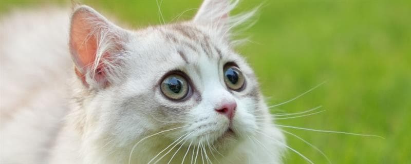 小奶猫的饲养方法，前期要将环境温度保持在29-30℃