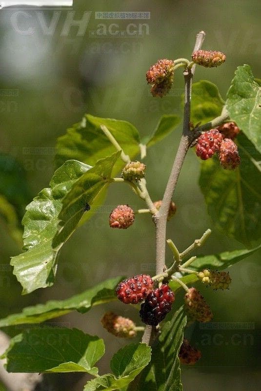 桑树（Morus alba Linn.）：从经济作物到传统药材的全能植物