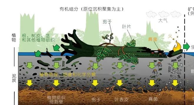煤炭是如何形成的？揭秘煤炭的前世今生