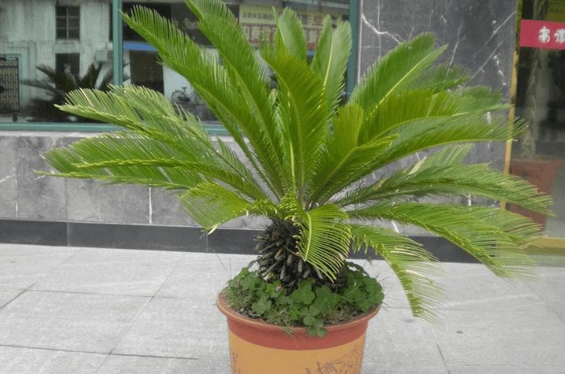 铁树摆放在大门口两旁可以吗