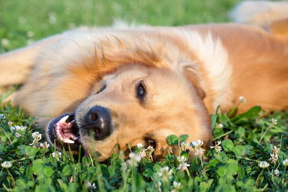 适合狗狗的感恩节食物