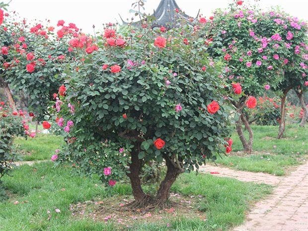 园林植物应用全解：乔木灌木如何打造最美花园景观