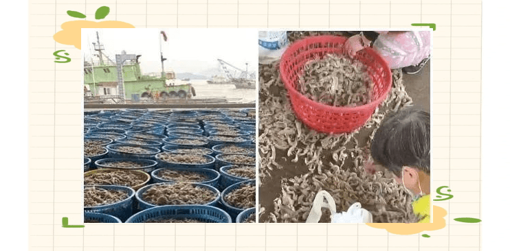 宁波皮皮虾价格：品质差异与市场现状全解析