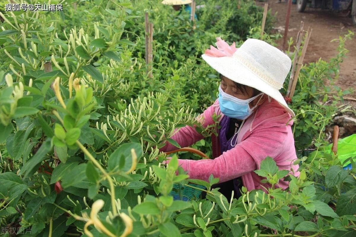 金银花什么时候采摘